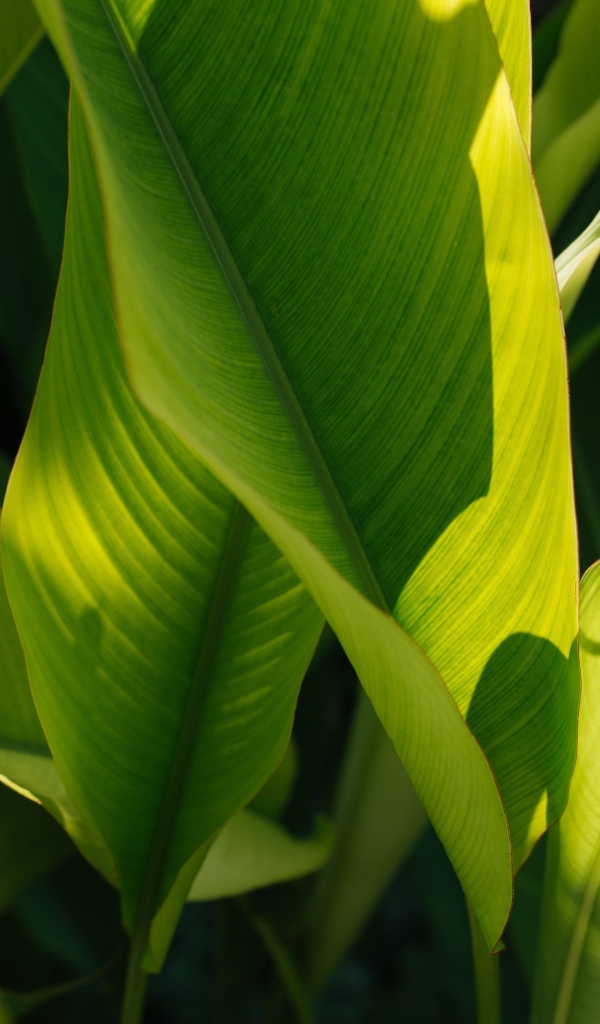 Много зеленых листьев растения в лучах солнца