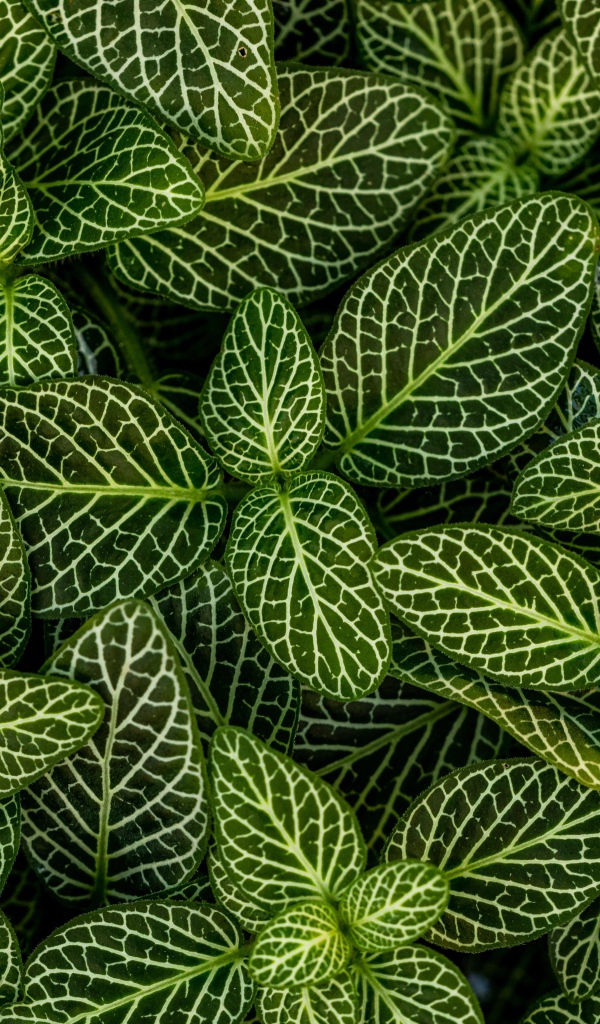 Много зеленых листьев растения с белыми полосками