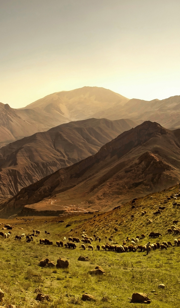 Покрытые травой холмы у гор 