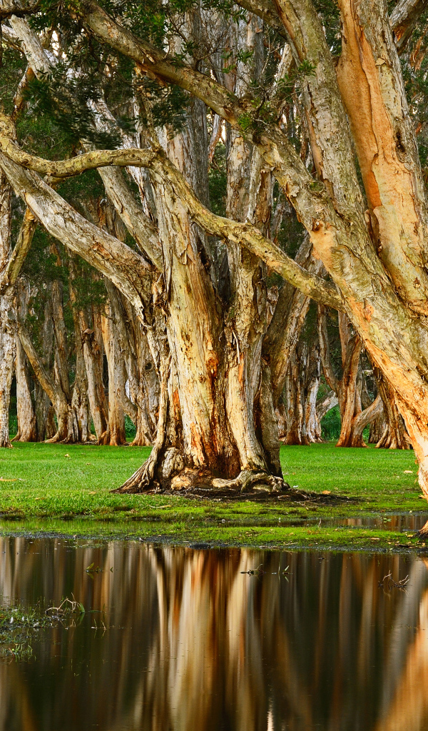 Старые деревья отражаются в воде в лесу