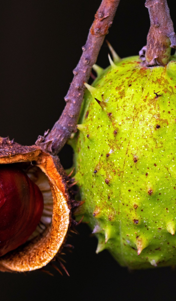 Колючий зеленый каштан на черном фоне