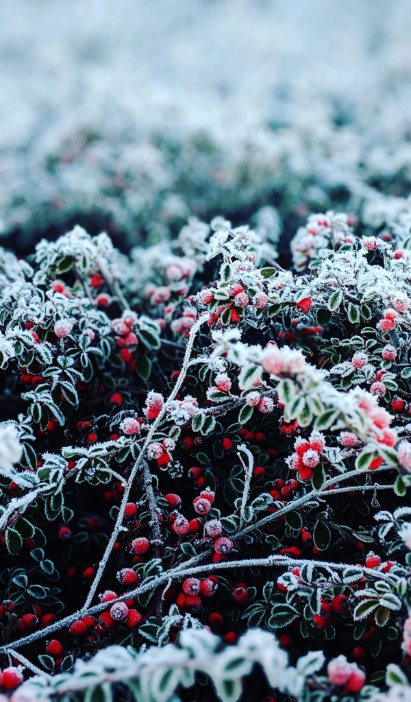 Красные ягоды покрытые инеем 