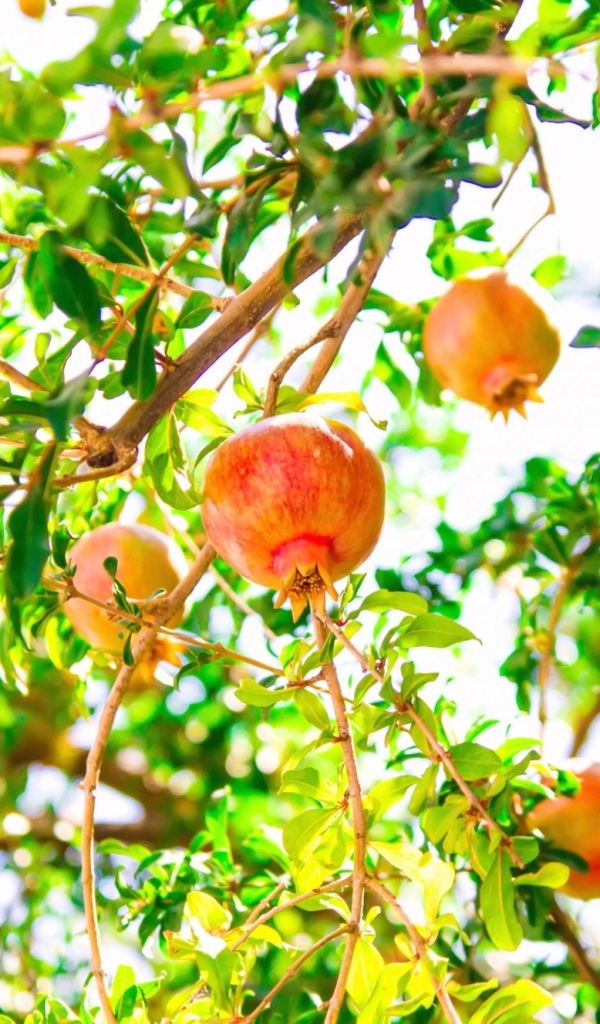 Красные гранаты на ветках дерева