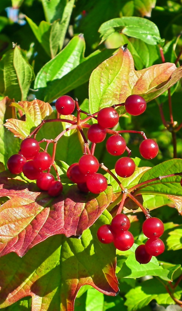 Красная калина в зеленых листьях крупным планом