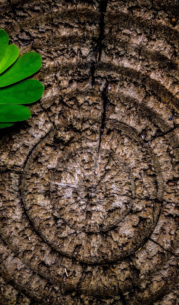 Кольца на пне дерева с зеленым листом