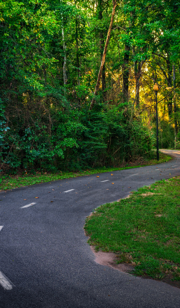 Дорога в зеленом лесу в лучах солнца