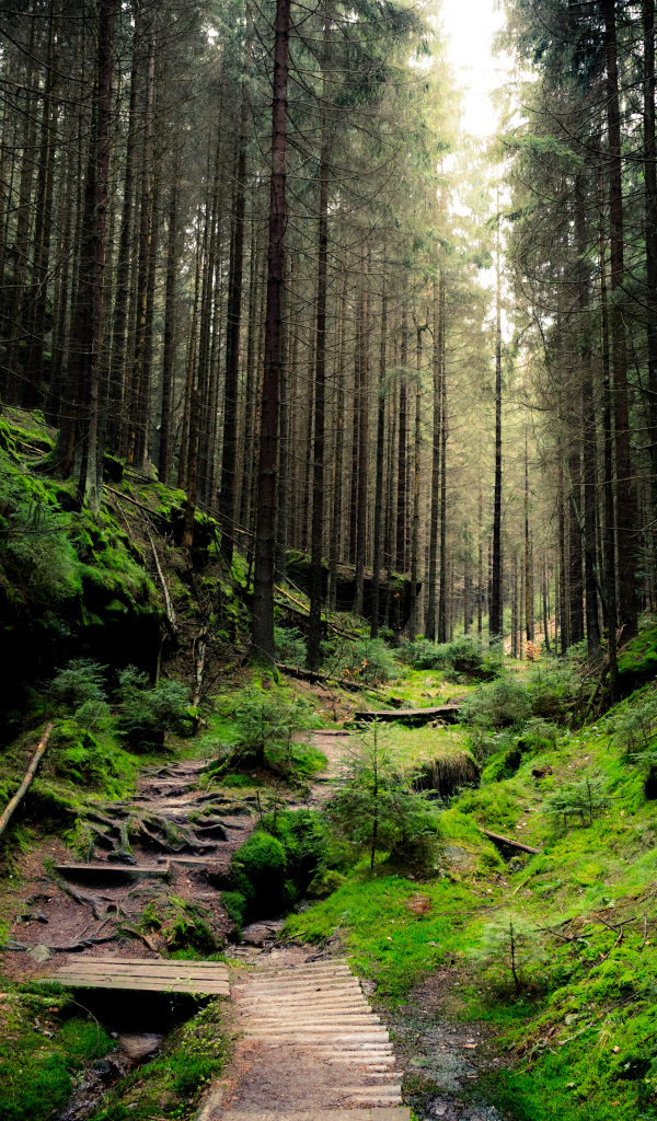 Дорога в покрытом мхом хвойном лесу