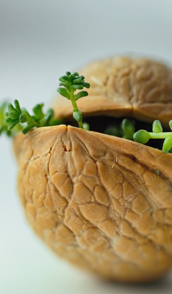 Ростки пробиваются сквозь скорлупу ореха на сером фоне