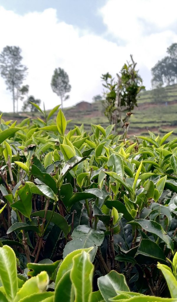 Кусты чая на плантации крупным планом