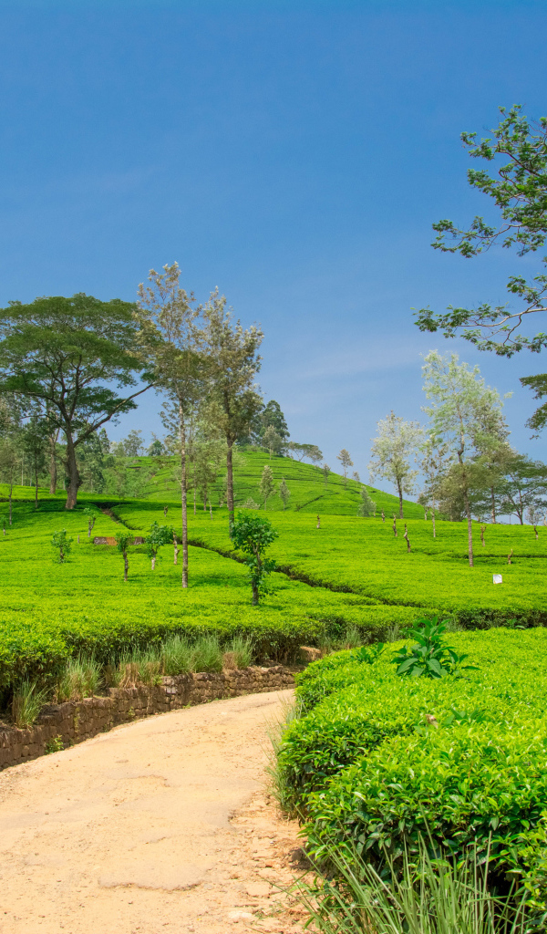 Чайные плантации с деревьями под голубым небом