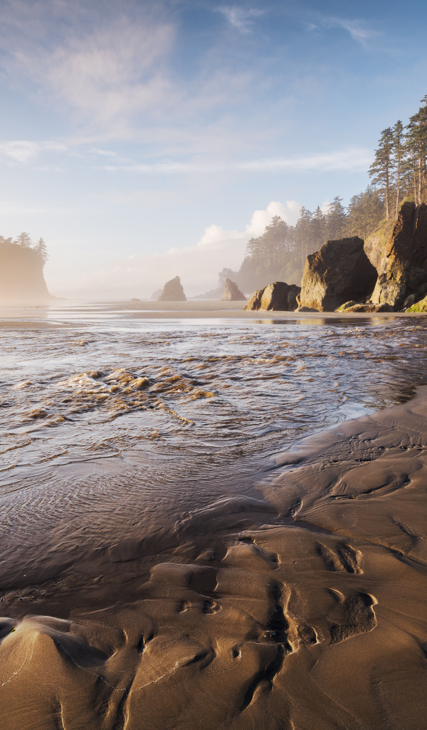 Мокрый песок на берегу у хвойного леса 