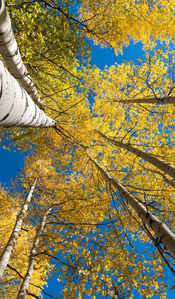 Желтые кроны берез под голубым небом