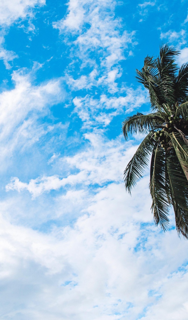 Зеленая пальма на фоне голубого неба с белыми облаками