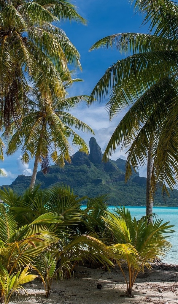 Зеленые тропические пальмы над морем на пляже