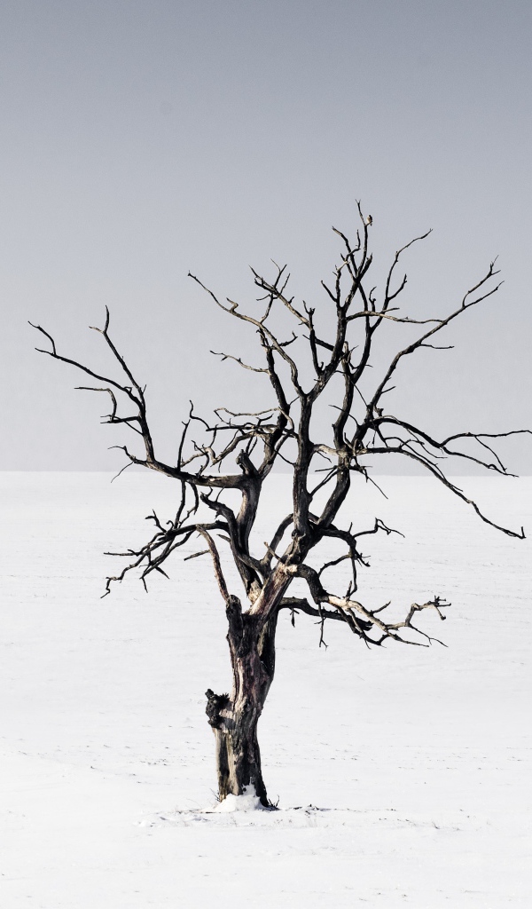 Сухое дерево среди пустыни на сером фоне