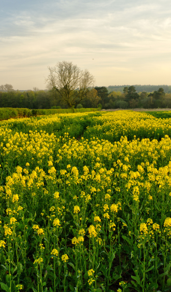 Цветущее желтое рапсовое поле