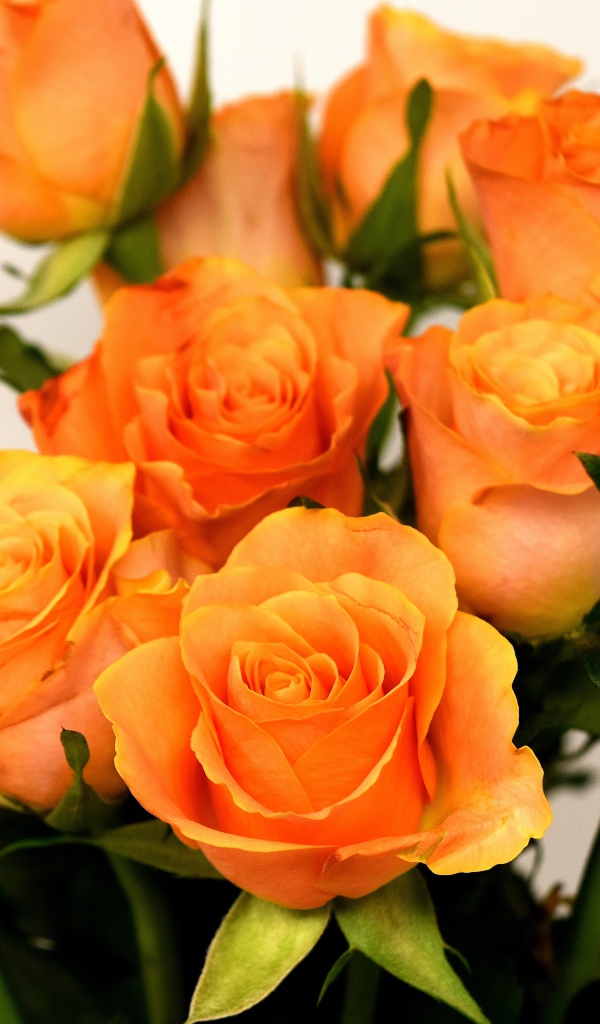 Букет красивых оранжевых роз на сером фоне