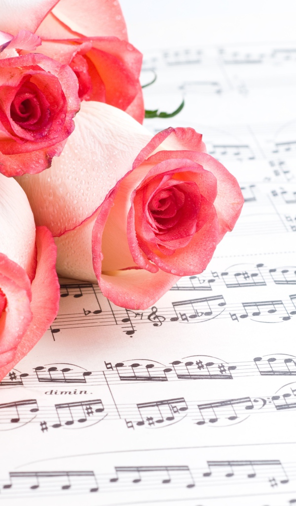 Букет розовых роз лежит на нотной тетради