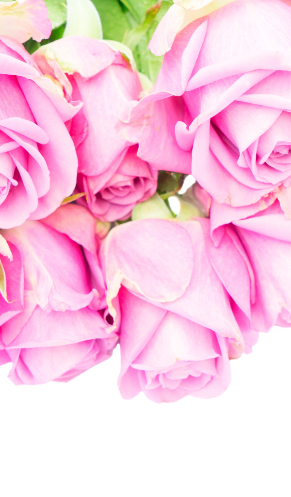 Букет розовых роз на белом фоне крупным планом