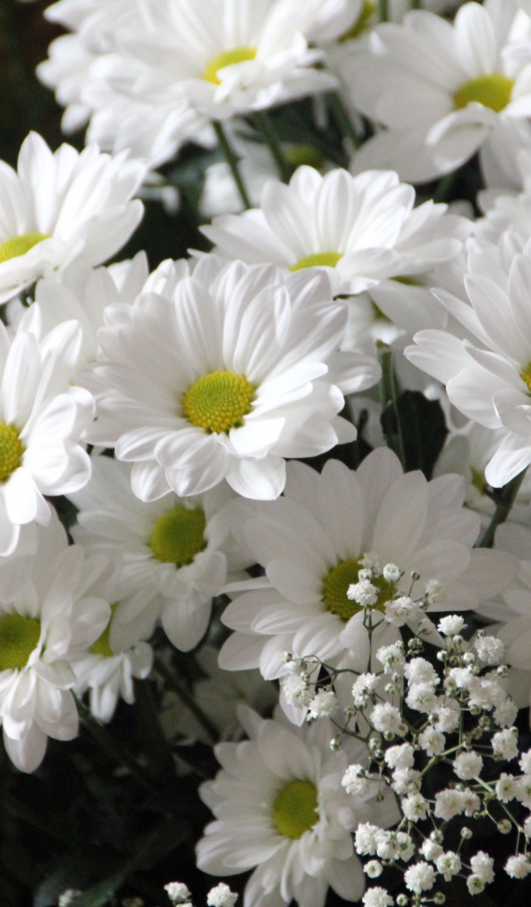 Букет белых хризантем с цветами гипсофилы