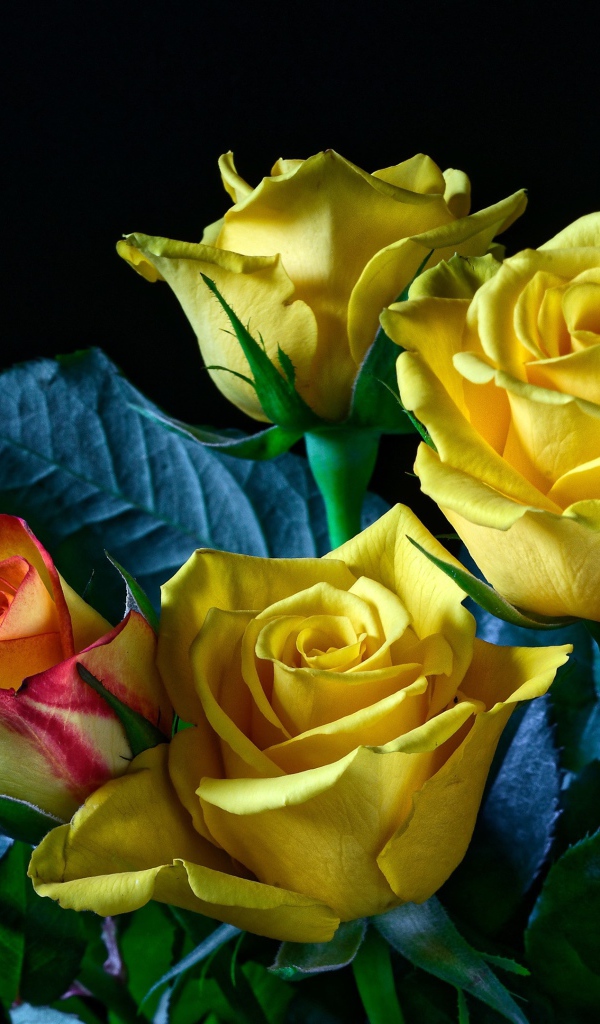 Букет желто - розовых роз на черном фоне