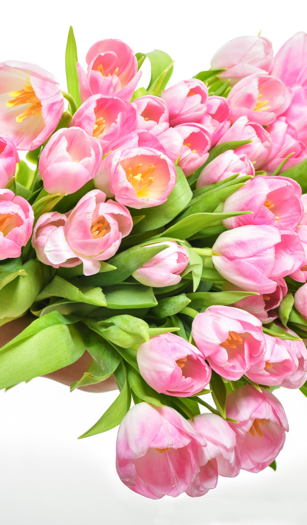 Большой букет розовых тюльпанов в руках на белом фоне
