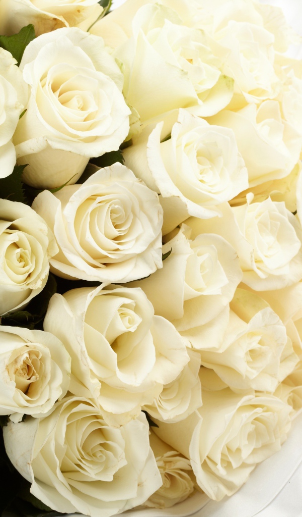 Большой букет белых роз на белой ткани