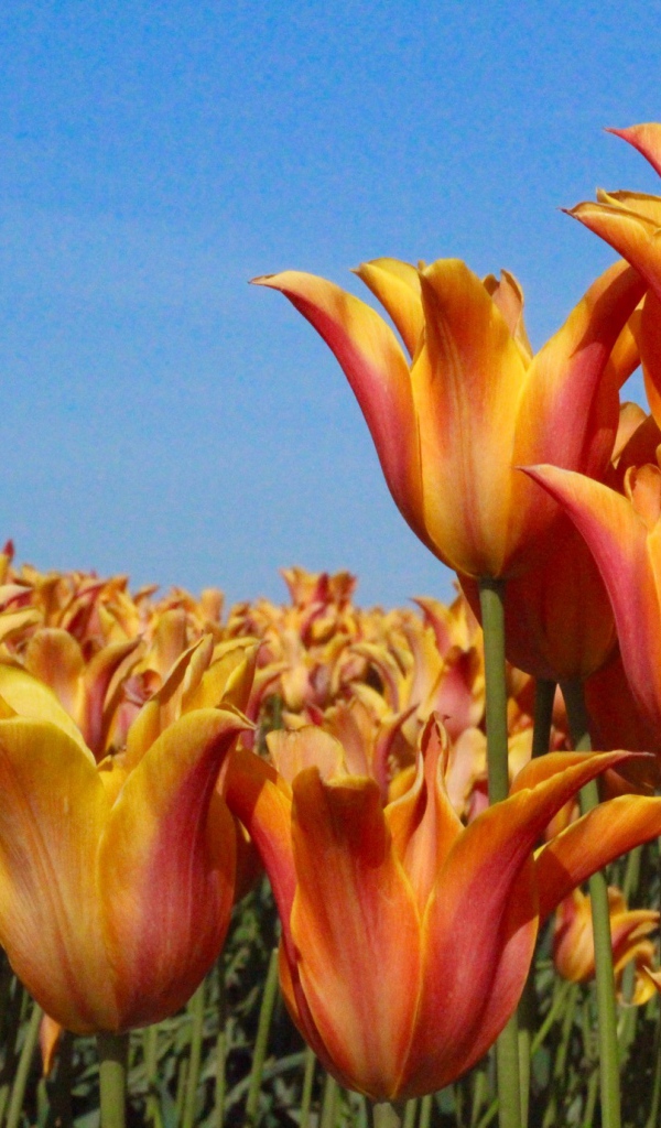 Много оранжевых тюльпанов на фоне голубого неба