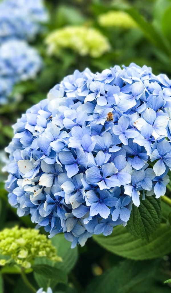 Красивый голубой цветок гортензии на клумбе 