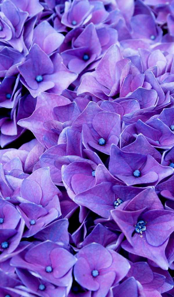Красивые синие цветы гортензии крупным планом