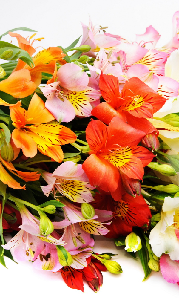 Красивый букет разноцветных цветов альстромерия на белом фоне