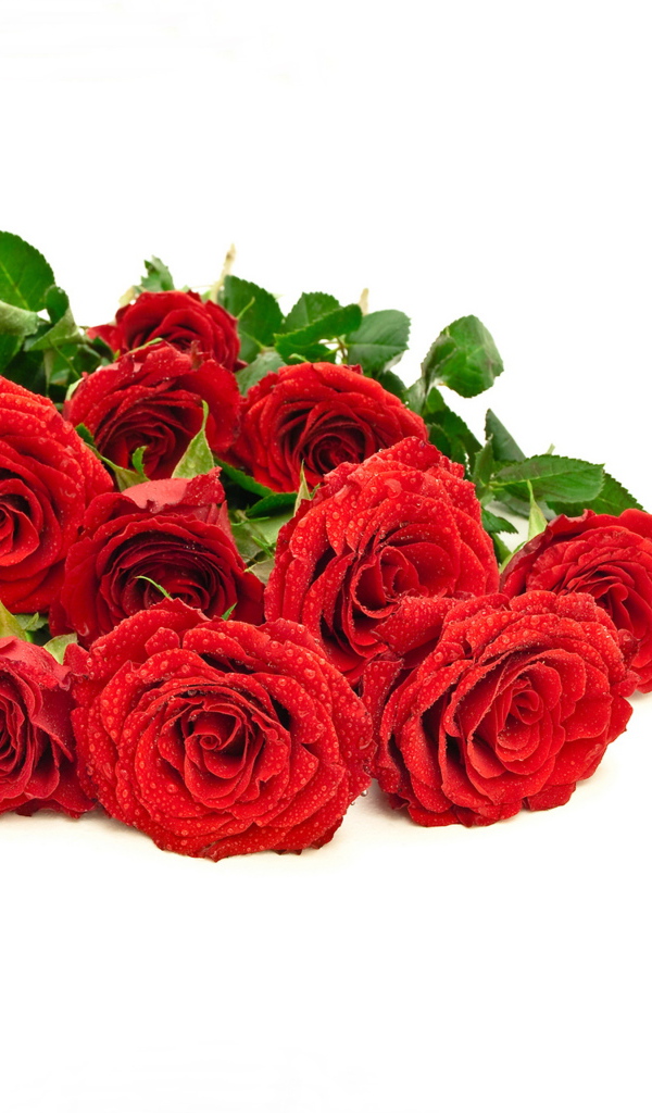 Красивый букет красных роз в каплях росы на белом фоне