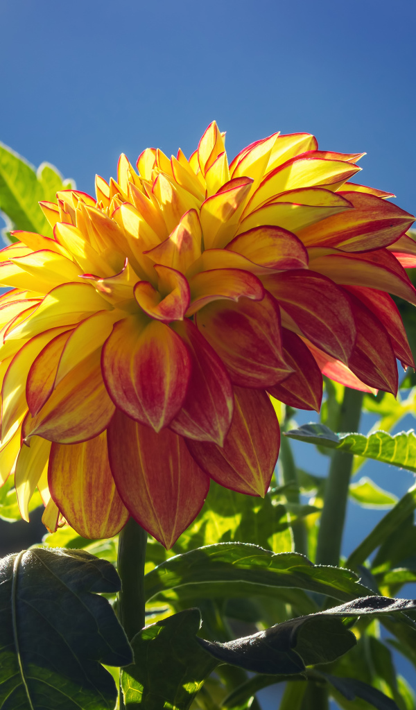 Красивая яркая оранжевая георгина в лучах солнца 