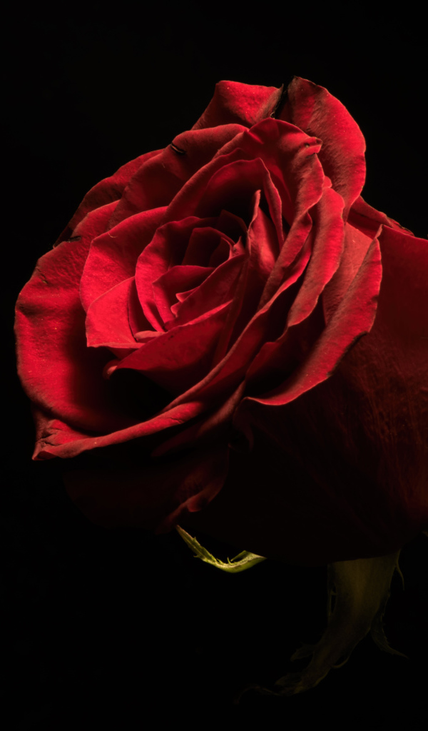 Красивая бордовая английская роза на черном фоне