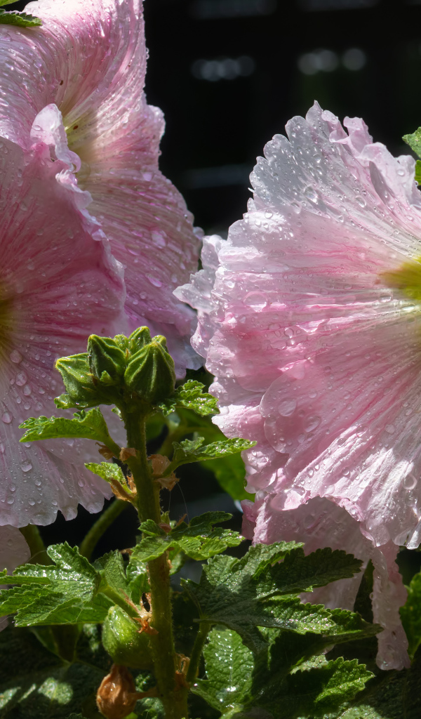 Красивые нежные розовые цветы мальва