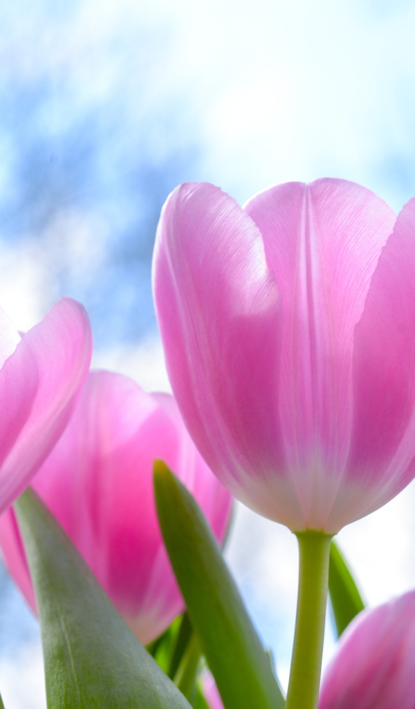 Красивые нежные розовые тюльпаны на фоне неба