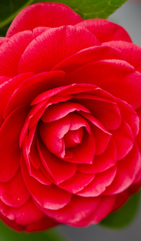 Красивый нежный красный цветок камелия на сером фоне