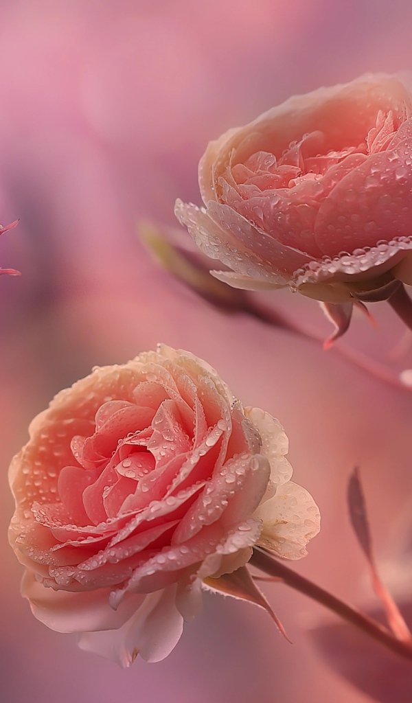 Красивые нежные розы с бутонами в каплях росы