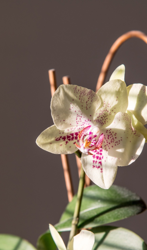 Красивый нежный белый цветок орхидеи на сером фоне