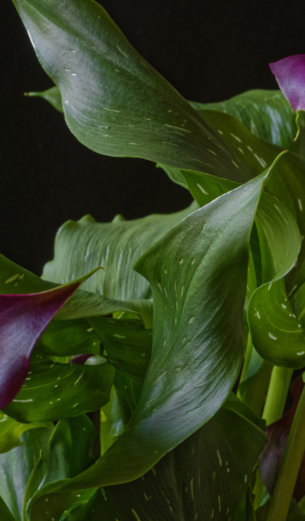 Красивые цветы каллы с зелеными листьями на черном фоне