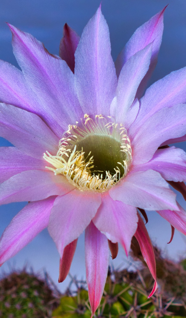 Красивый сиреневый цветок кактуса