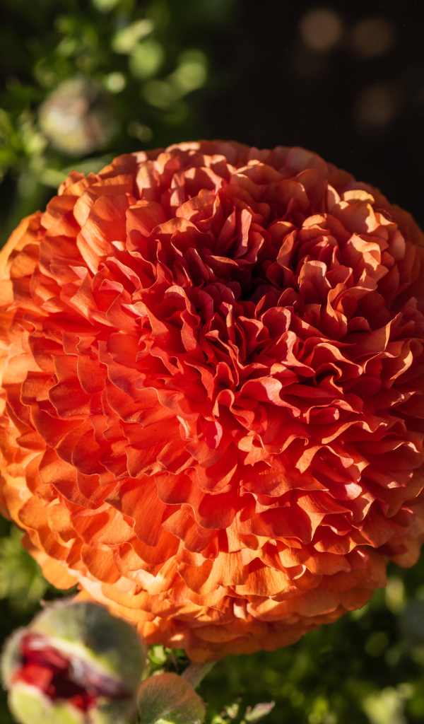 Красивый оранжевый лютик с бутонами крупным планом