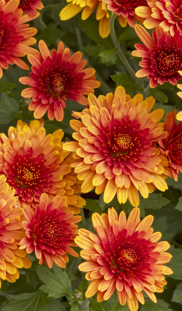 Красивые оранжевые цветы хризантемы крупным планом