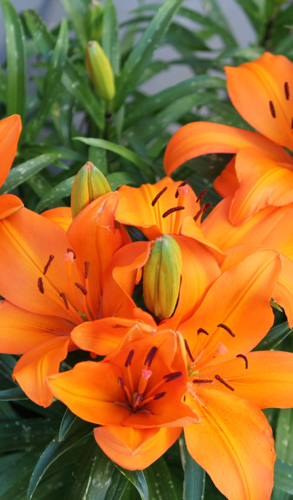 Красивые оранжевые лилии с бутонами на клумбе