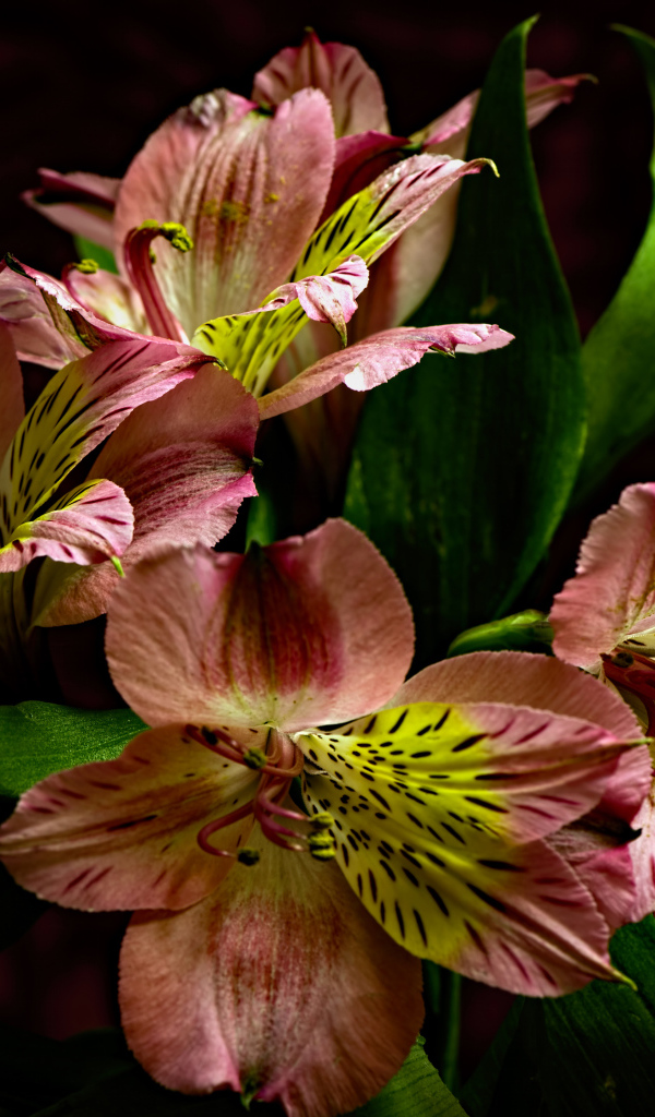 Красивые розовые цветы альстромерия крупным планом