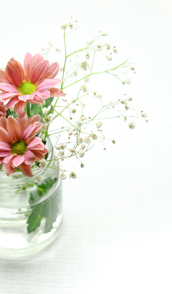 Красивые розовых хризантемы в банке на белом фоне