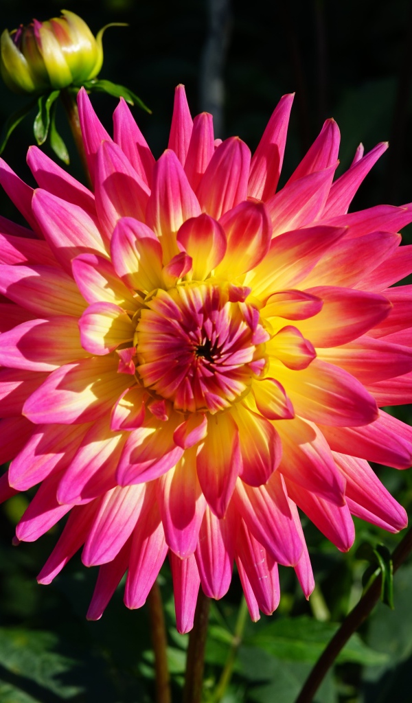 Красивая розовая георгина с желтой серединой с бутонами