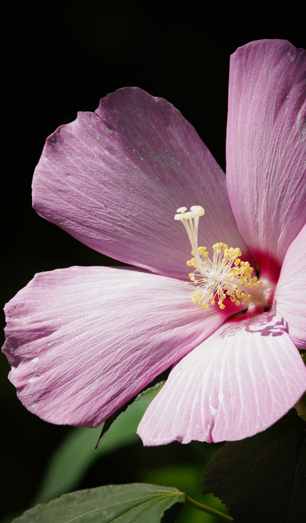 Красивый розовый цветок гибискуса на черном фоне