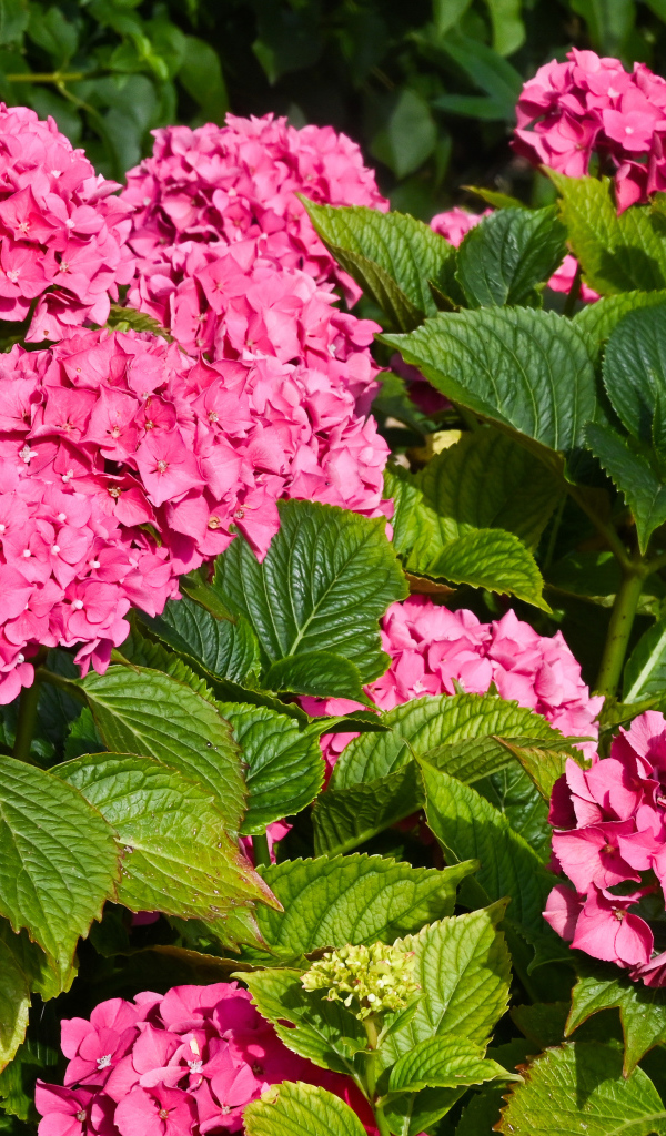 Красивые розовые цветы гортензии с зелеными листьями