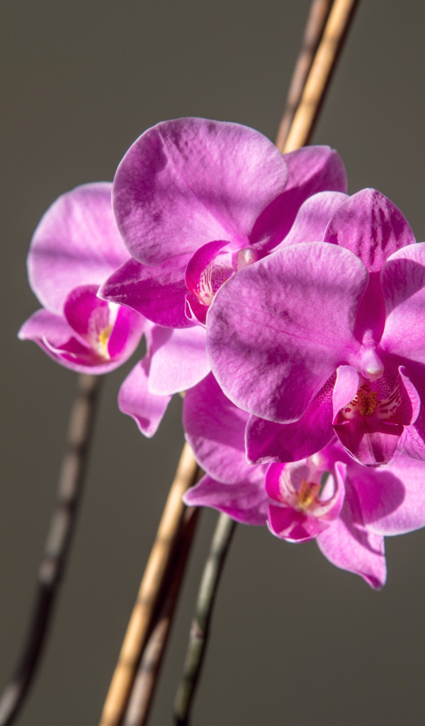 Красивые розовые цветы орхидеи на сером фоне